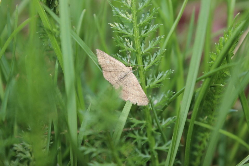 Scopula rubiginata - réti pirosaraszoló