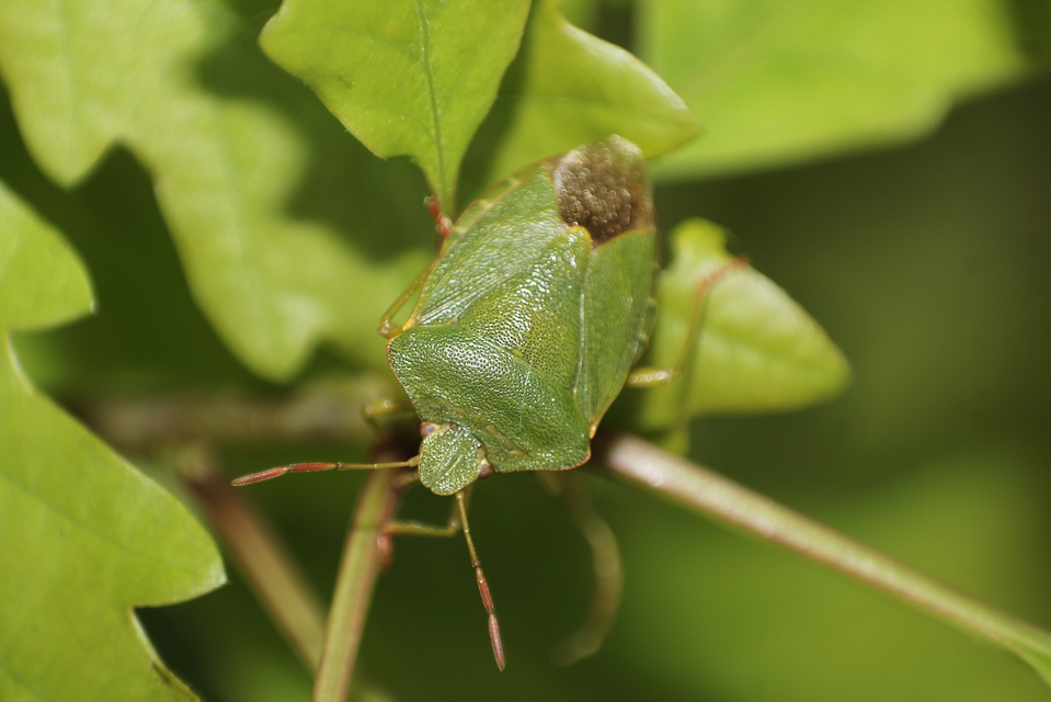 Palomena prasina - zöld bogyómászó-poloska Palomena prasina - zöld bogyómászó-poloska