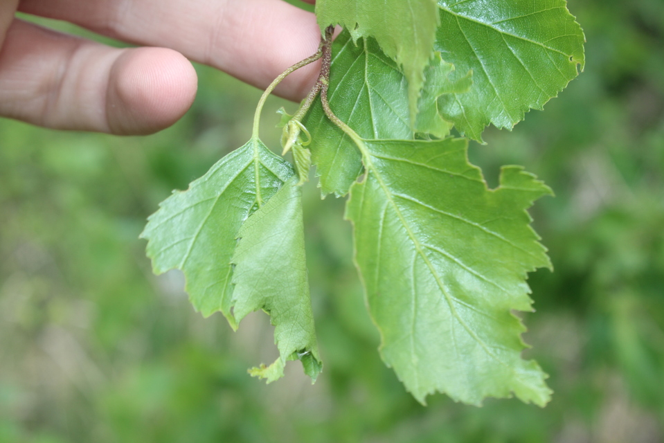 Achlya flavicornis - nyíres pihésszövő