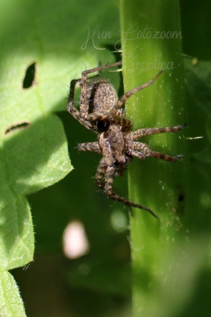 Pardosa