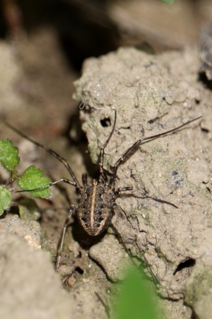 Zachaeus crista