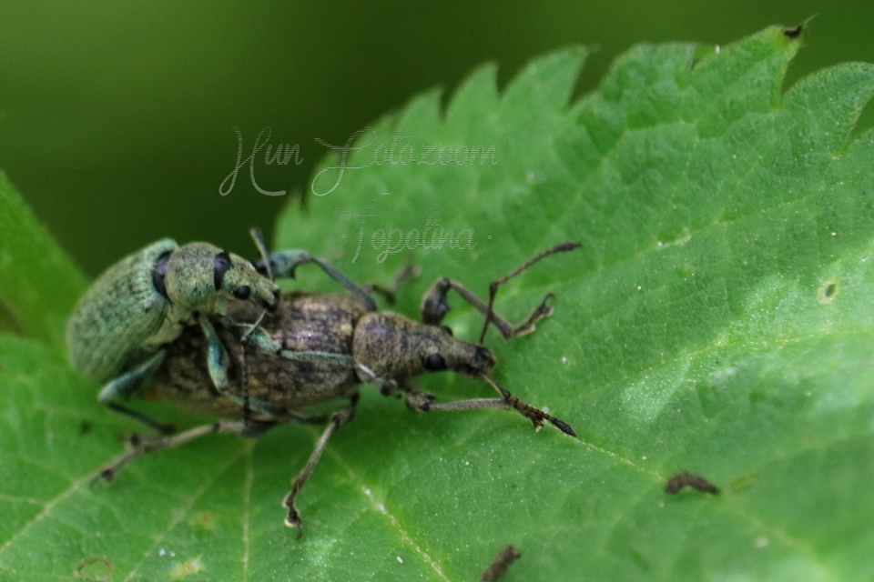 Phyllobius pomaceus - csalán-levélormányos