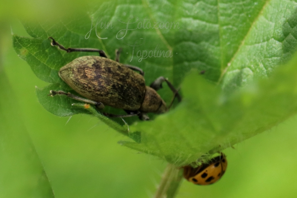 Phyllobius pomaceus - csalán-levélormányos