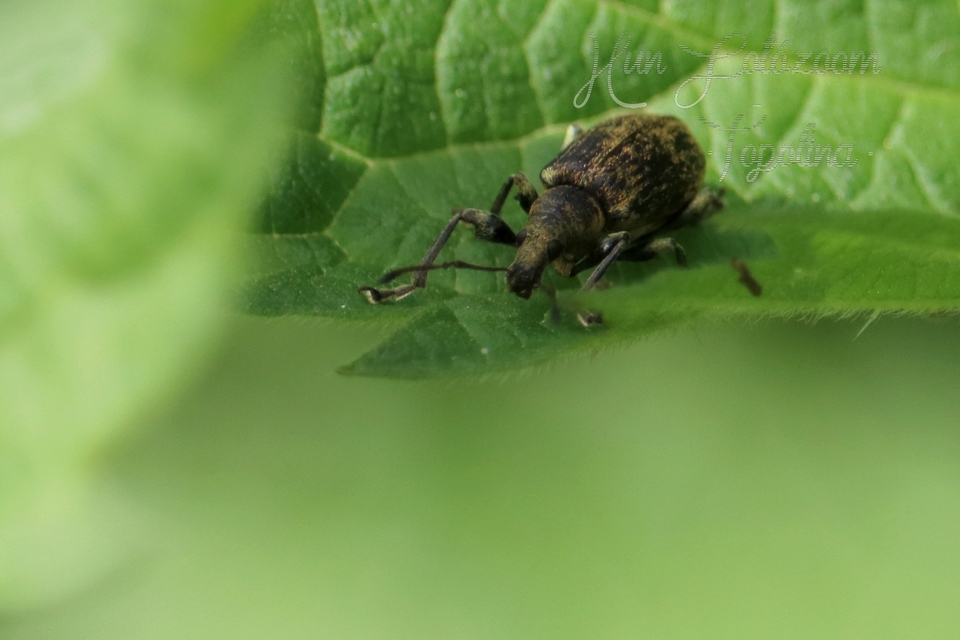 Phyllobius pomaceus - csalán-levélormányos