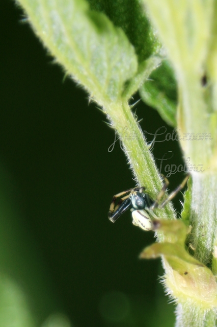 Misumena vatia - viráglakó karolópók