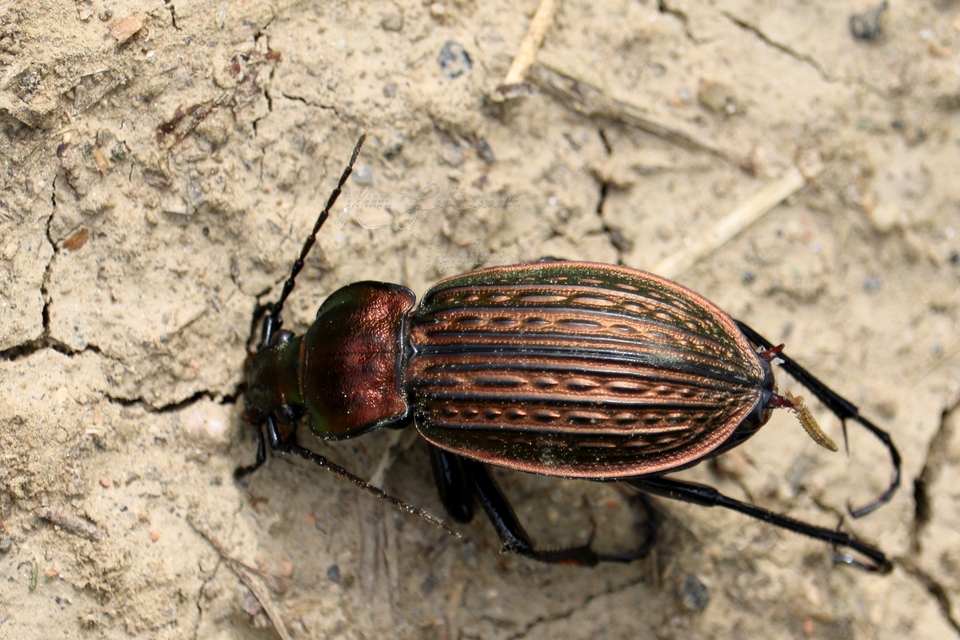 Carabus ulrichii - rezes futrinka Carabus ulrichii - rezes futrinka