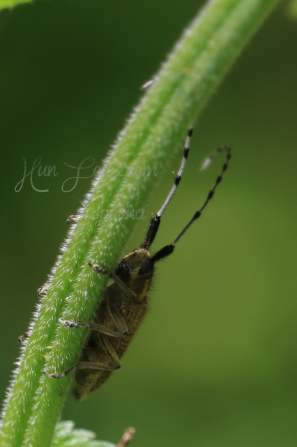 Agapanthia villosoviridescens - fehérgyűrűs bogáncscincér