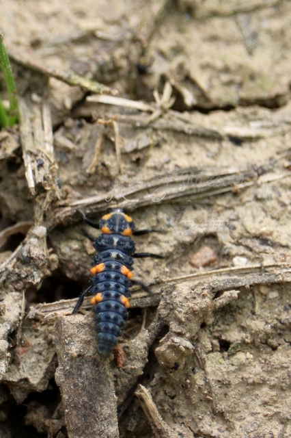 Coccinella septempunctata - hétpettyes katica