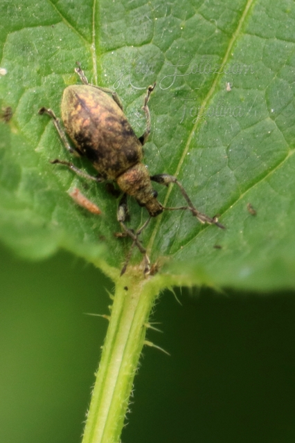 Phyllobius pomaceus - csalán-levélormányos