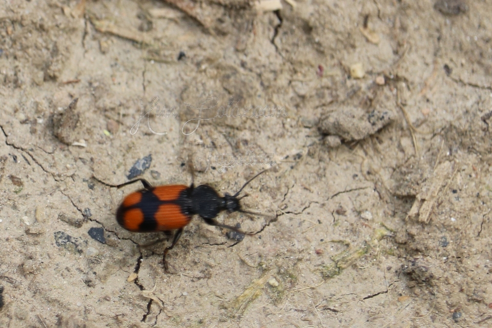 Panagaeus cruxmajor - nagy keresztesfutó