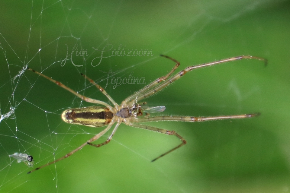 Tetragnatha