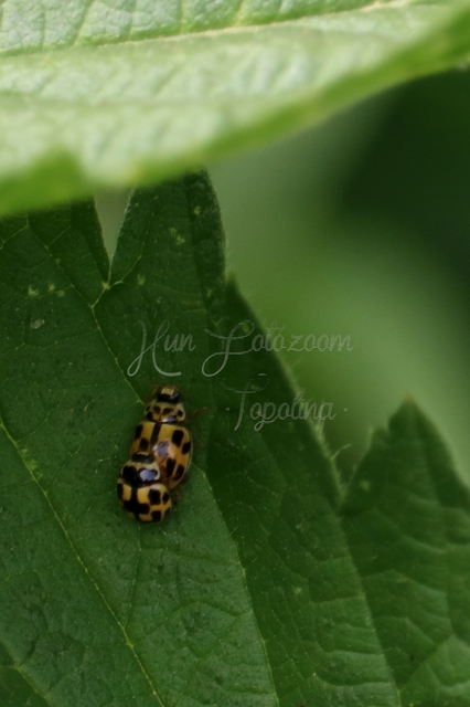 Propylea quatuordecimpunctata - tizennégypettyes füsskata