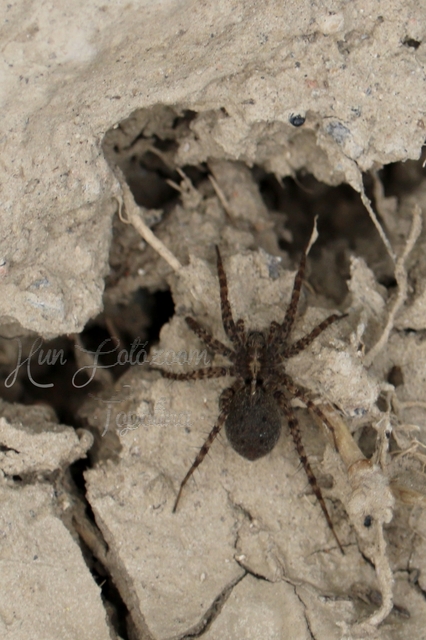 Pardosa