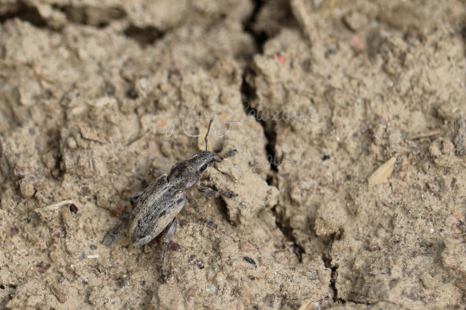 Tanymecus dilaticollis - kukorica-hegyesfarúbarkó