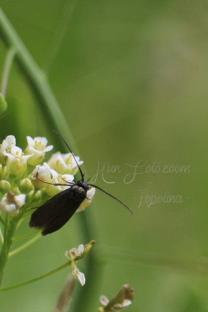 Scythrididae - zöldmolyfélék
