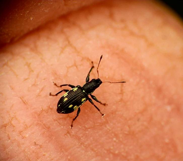 Polydrusus picus - pikkelyfoltos lombormányos