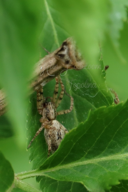 Anyphaena accentuata - jegyespók