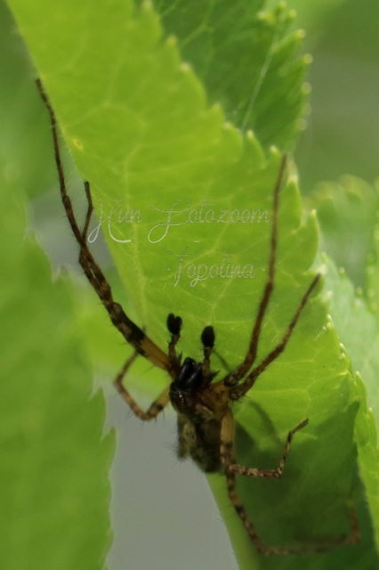 Anyphaena accentuata - jegyespók
