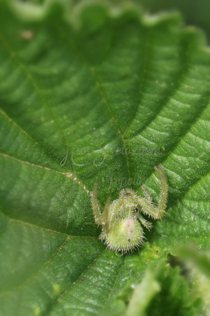 Heriaeus