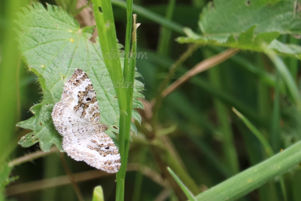 Epirrhoe alternata - galaj-tarkaaraszoló