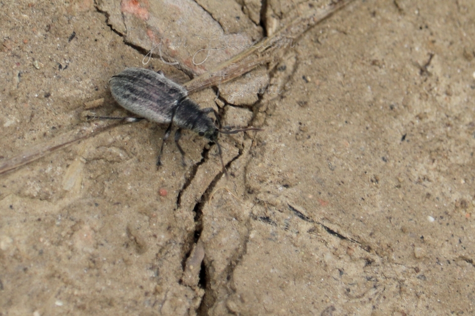 Phyllobius pyri - gyümölcsfa-levélormányos