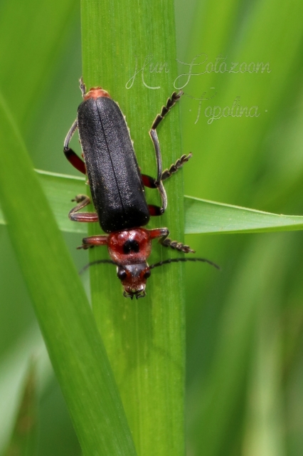 Cantharis rustica - suszterbogár