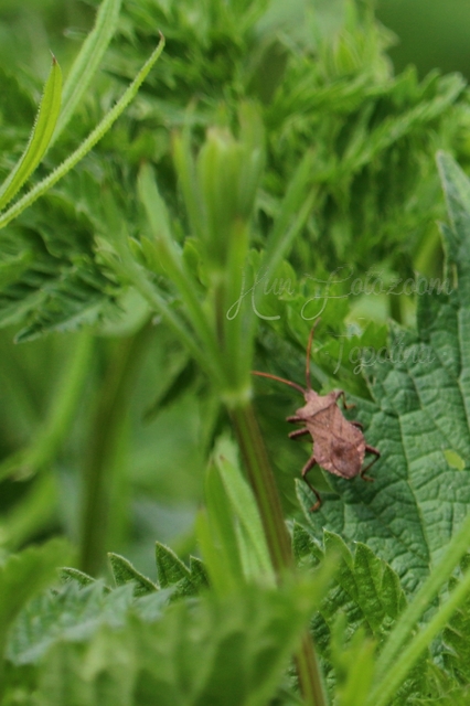 Coreus marginatus - közönséges karimáspoloska