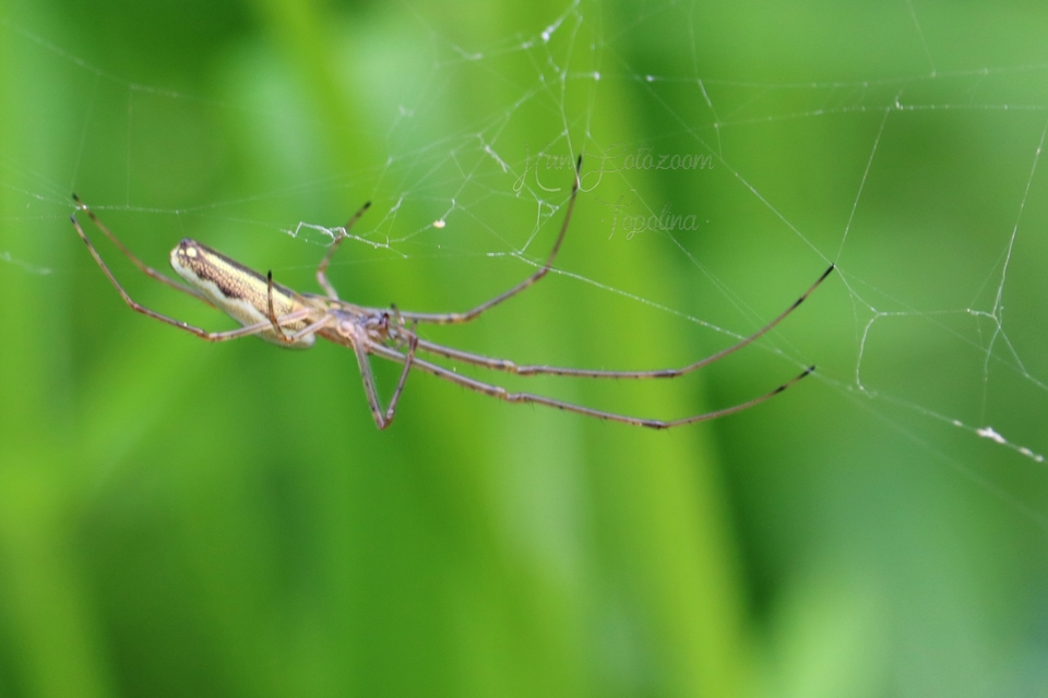 Tetragnatha