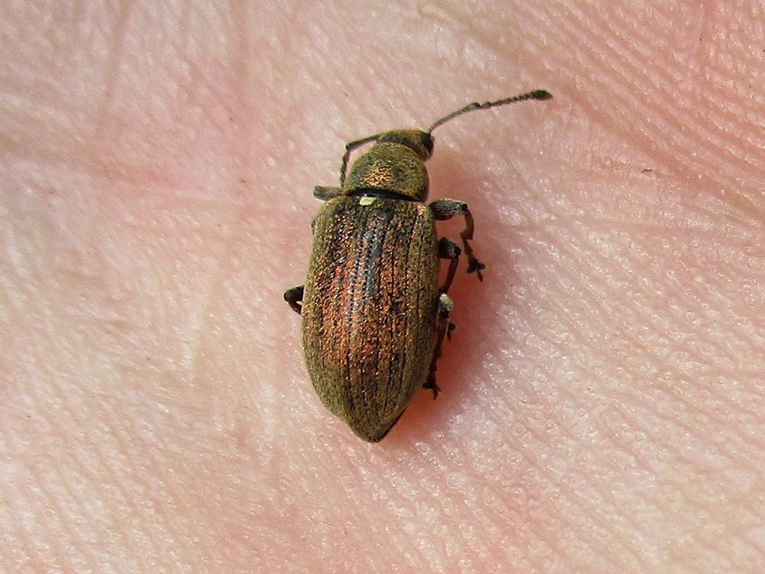 Phyllobius pyri - gyümölcsfa-levélormányos
