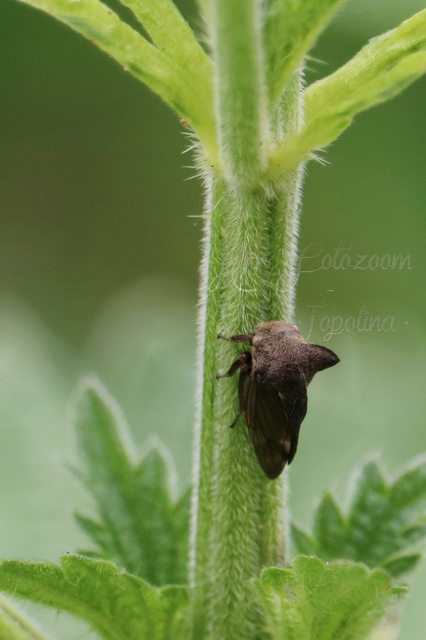 Centrotus cornutus - szarvaskabóca