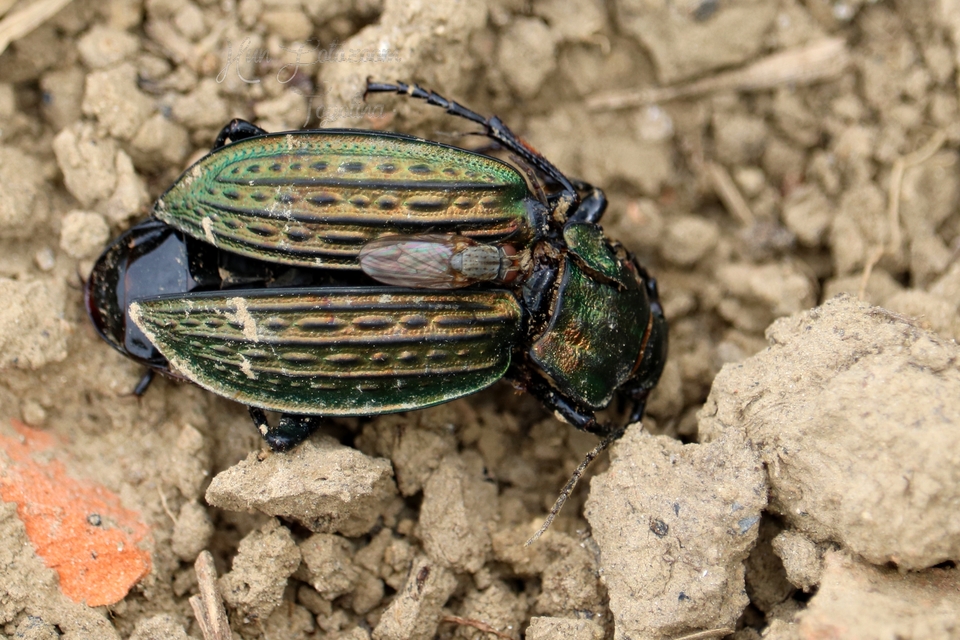 Carabus ulrichii - rezes futrinka Carabus ulrichii - rezes futrinka