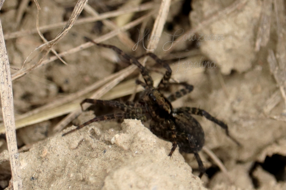 Pardosa