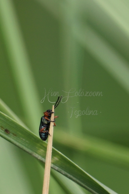 Oulema melanopus/duftschmidi