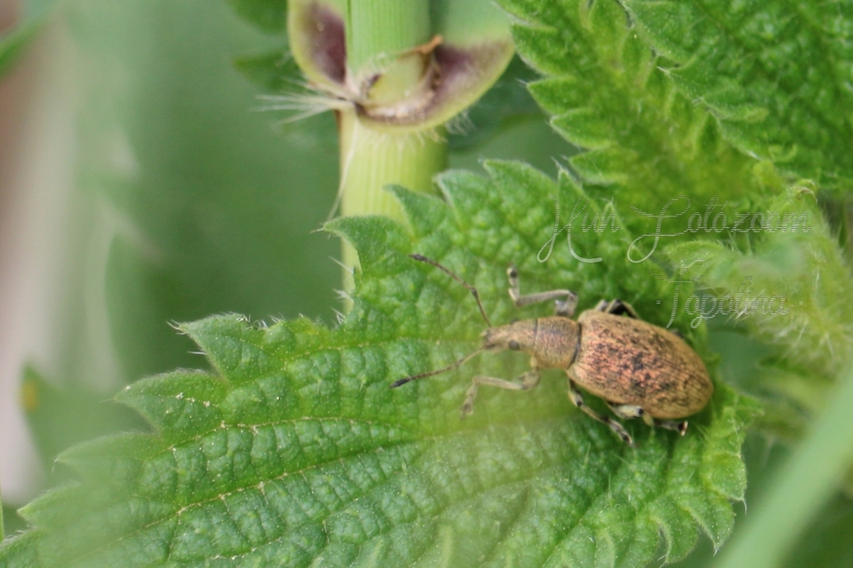 Phyllobius pomaceus - csalán-levélormányos
