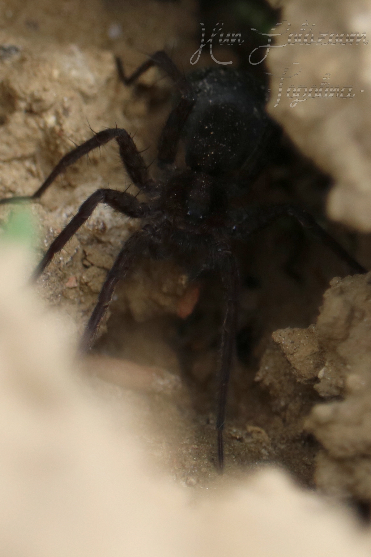 Pardosa
