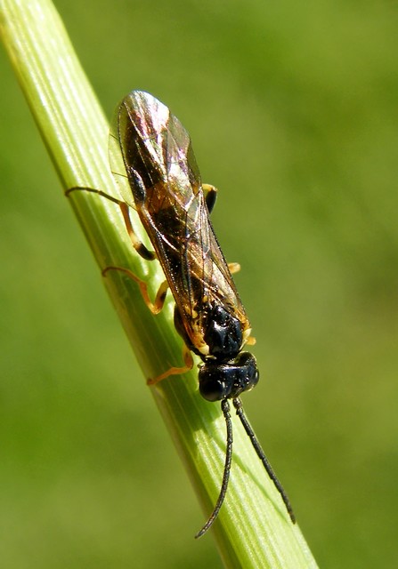 Tenthredinidae - valódi levéldarazsak