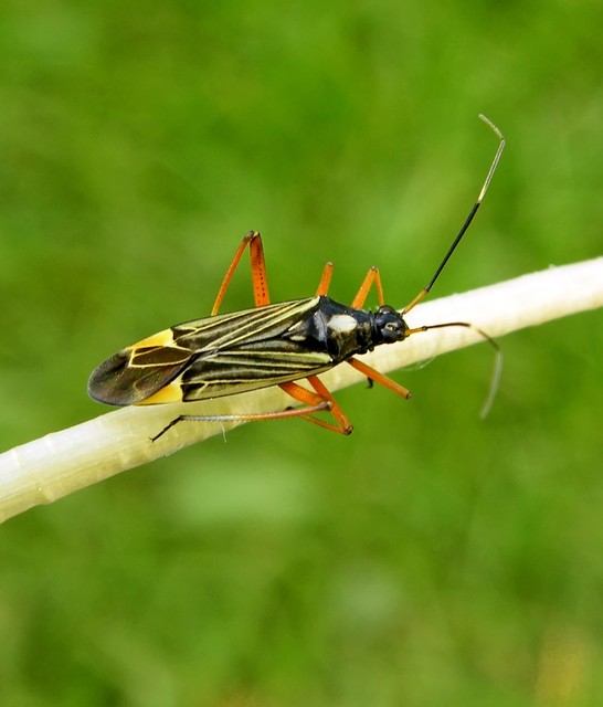 Miris striatus - sávos mezeipoloska