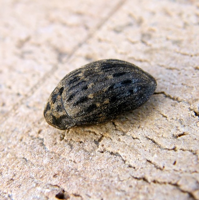 Byrrhus pilula - közönséges labdacsbogár