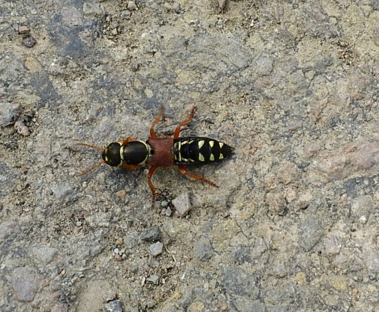 Staphylinus caesareus - aranysujtásos holyva