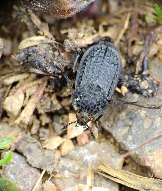 Thanatophilus rugosus - ripacsos dögbogár