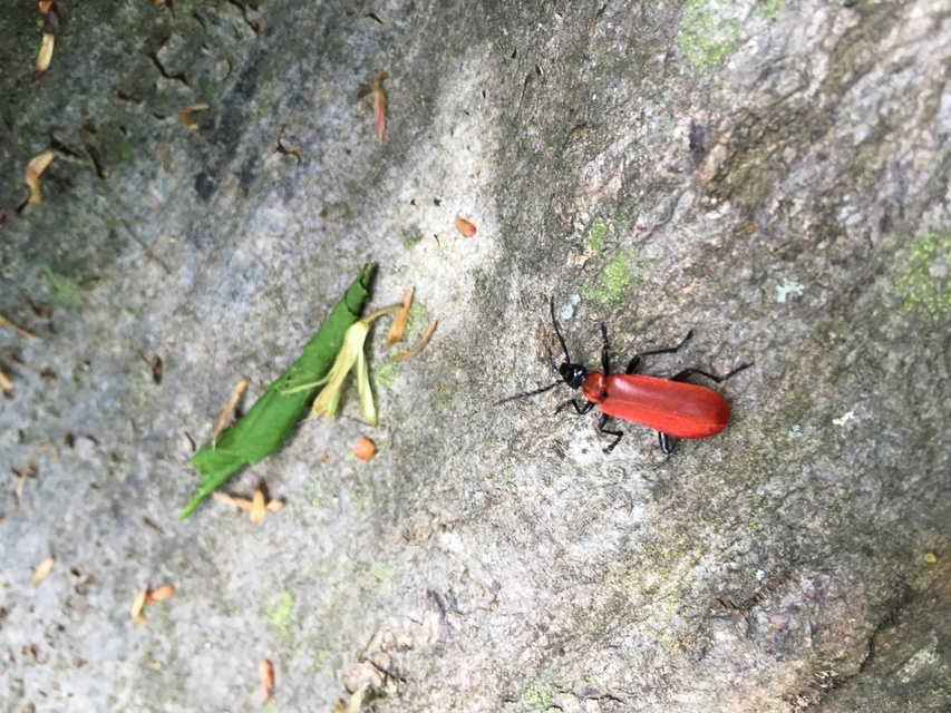 Pyrochroa coccinea - nagy bíborbogár