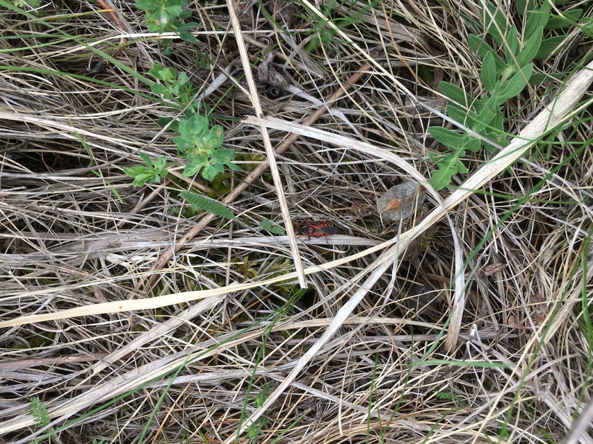 Rhynocoris iracundus - közönséges gyilkospoloska