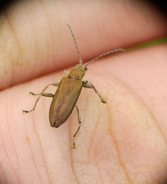 Donacia simplex Donacia simplex