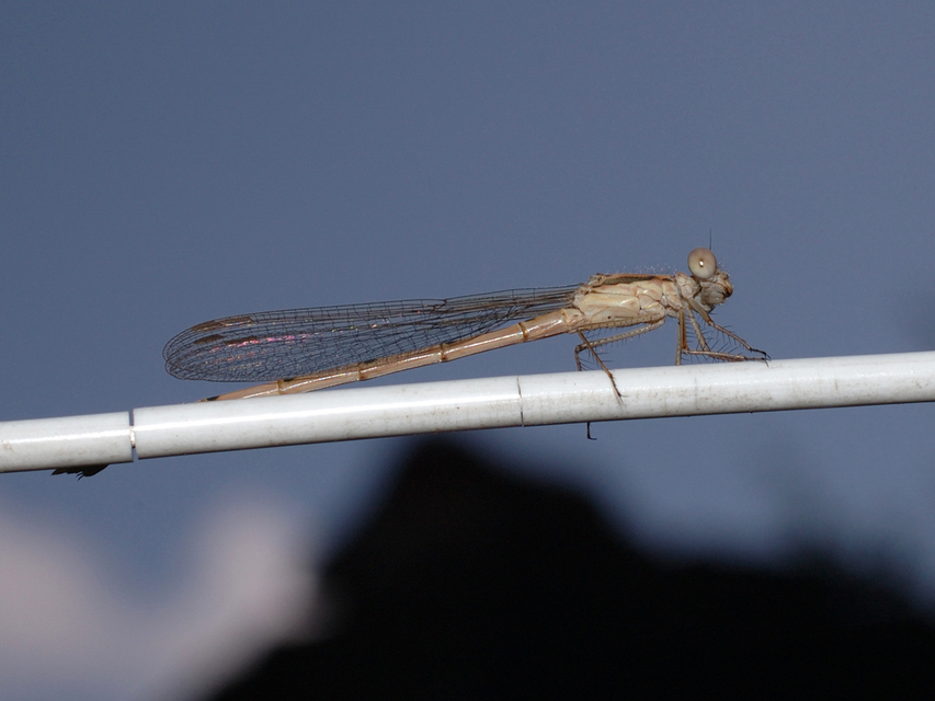 Sympecma fusca - téli rablószitakötő