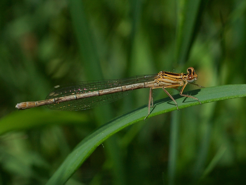 Platycnemis pennipes - széleslábú szitakötő