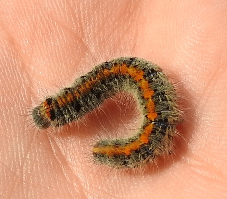 Lasiocampa trifolii - lóhereszövő