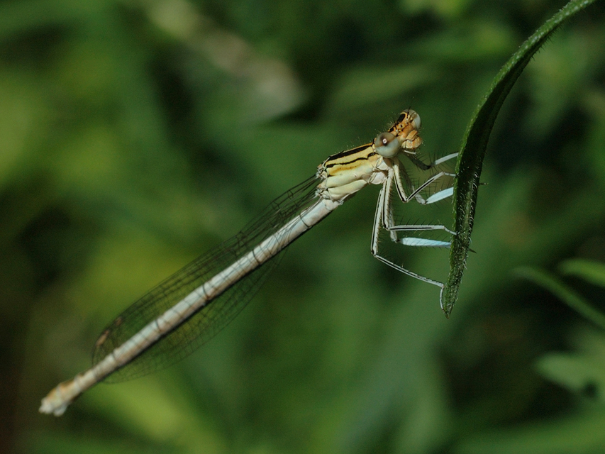 Platycnemis pennipes - széleslábú szitakötő