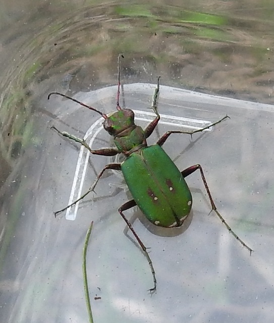 Cicindela campestris - mezei homokfutrinka