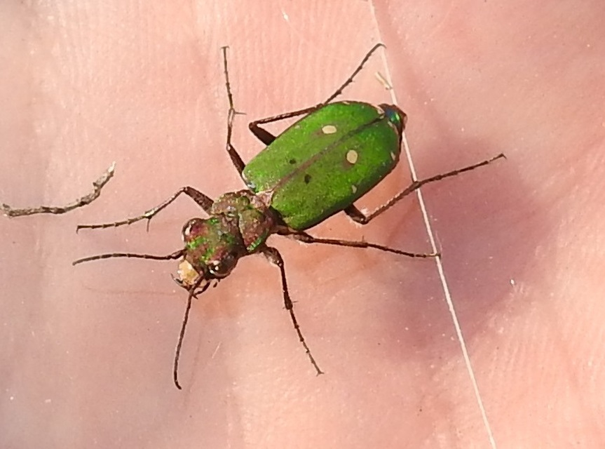Cicindela campestris - mezei homokfutrinka