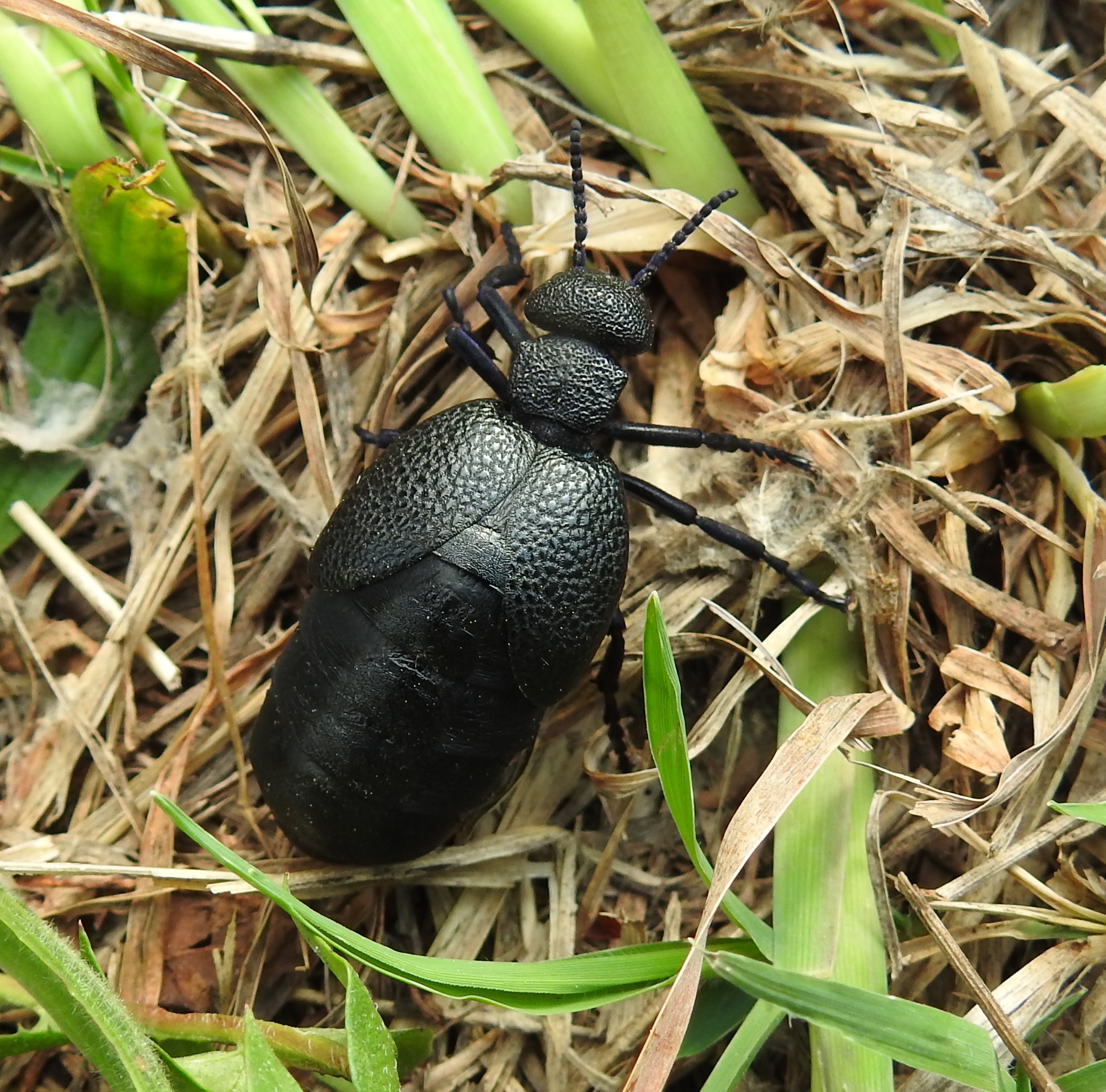 Meloe cicatricosus - óriásnünüke